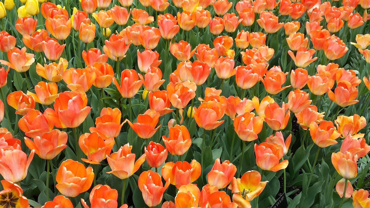 orange tulips flower free photo