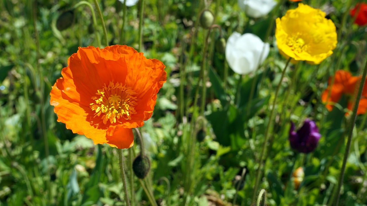 orange flower floral free photo