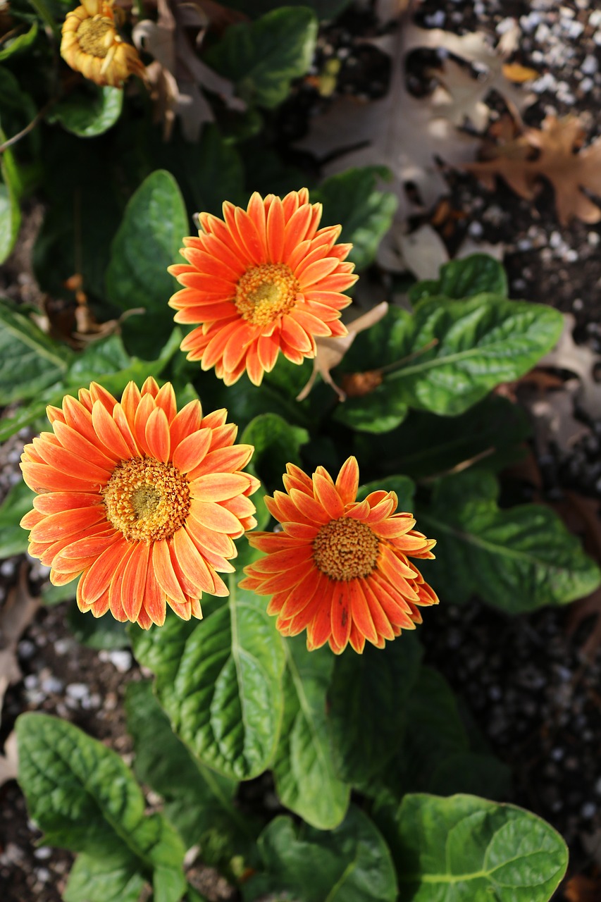 orange yellow flowers free photo