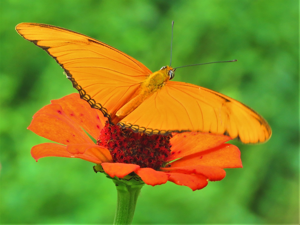 orange butterfly orange flower free photo