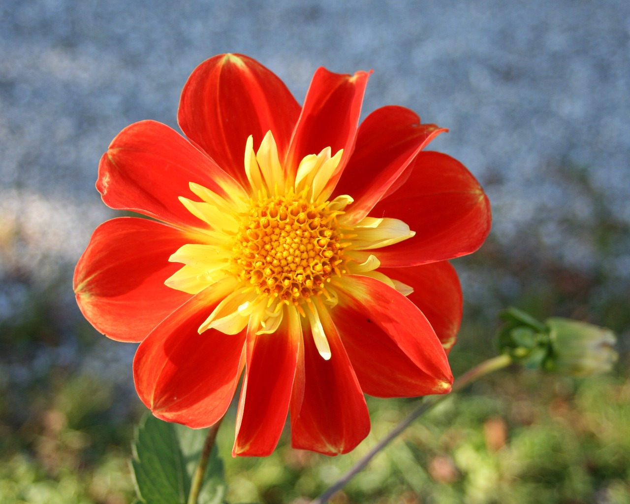 orange dahlias flowers free photo