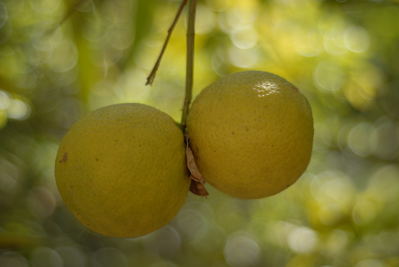 orange tree fruit free photo