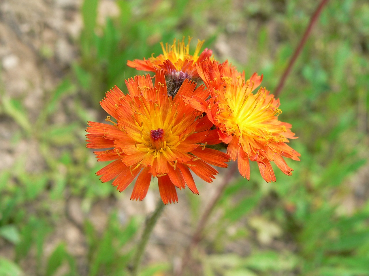 orange flower spring free photo