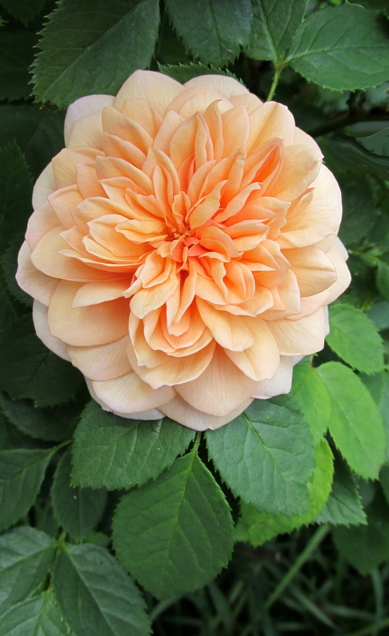 orange flower rose free photo