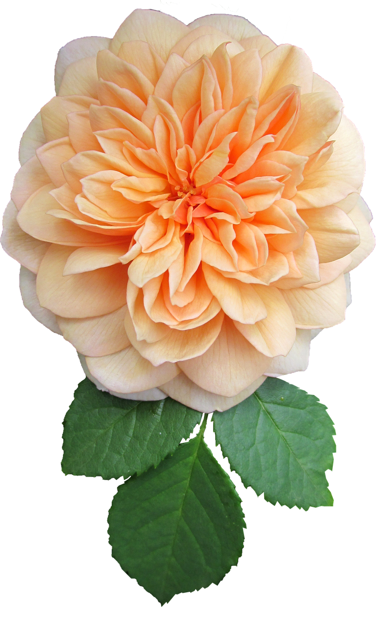 orange flower rose free photo