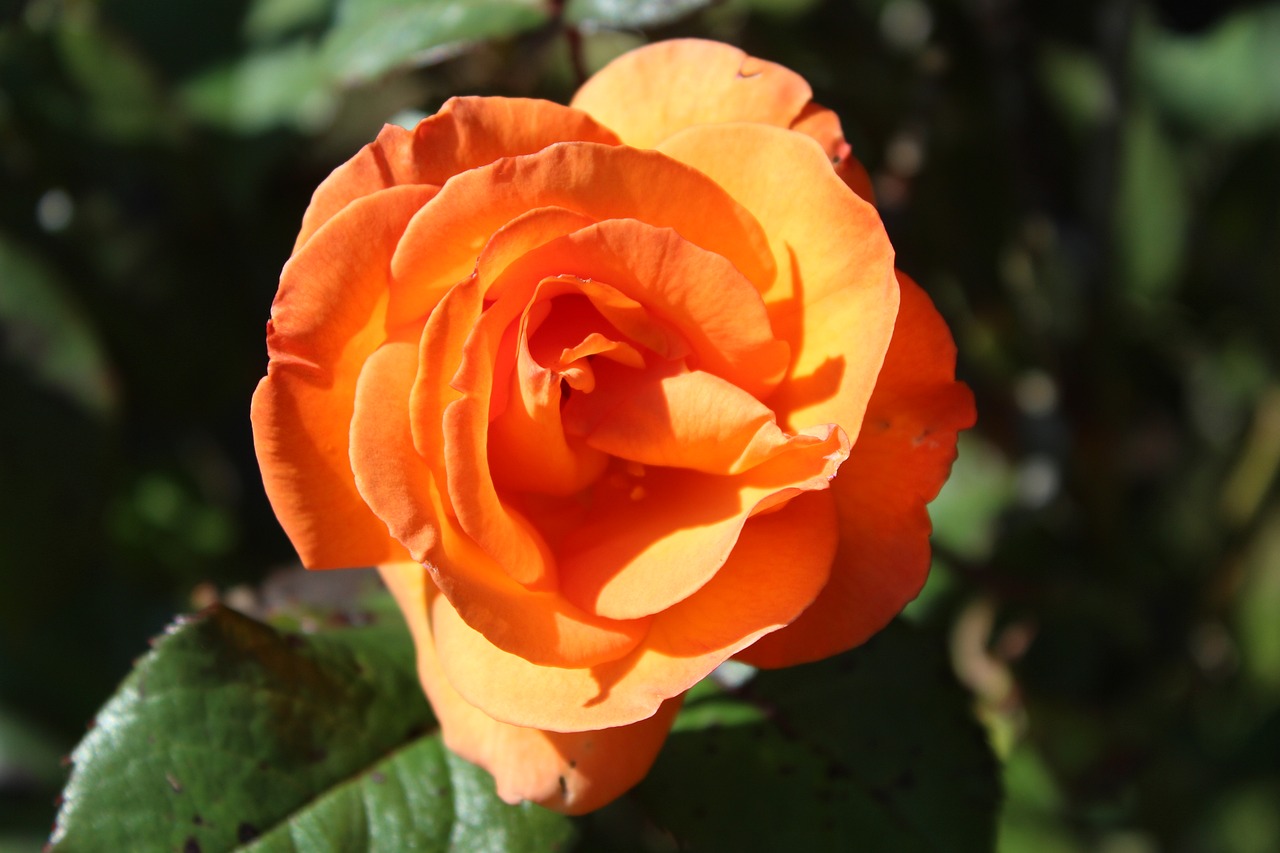 orange rose garden free photo