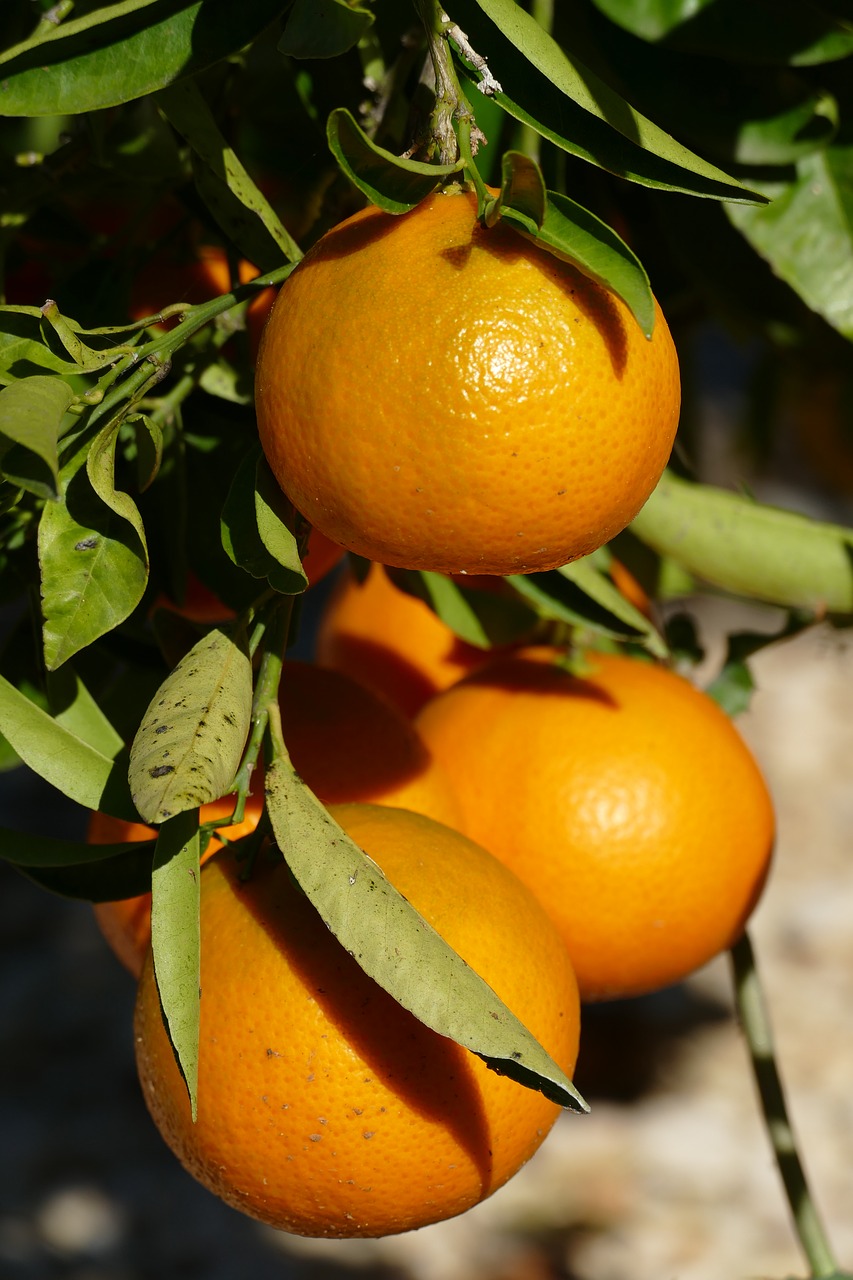 orange zuidvrucht fruit free photo