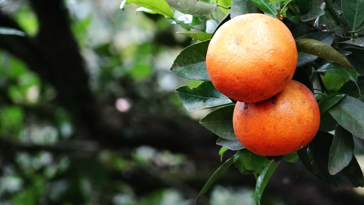 orange green fruit free photo