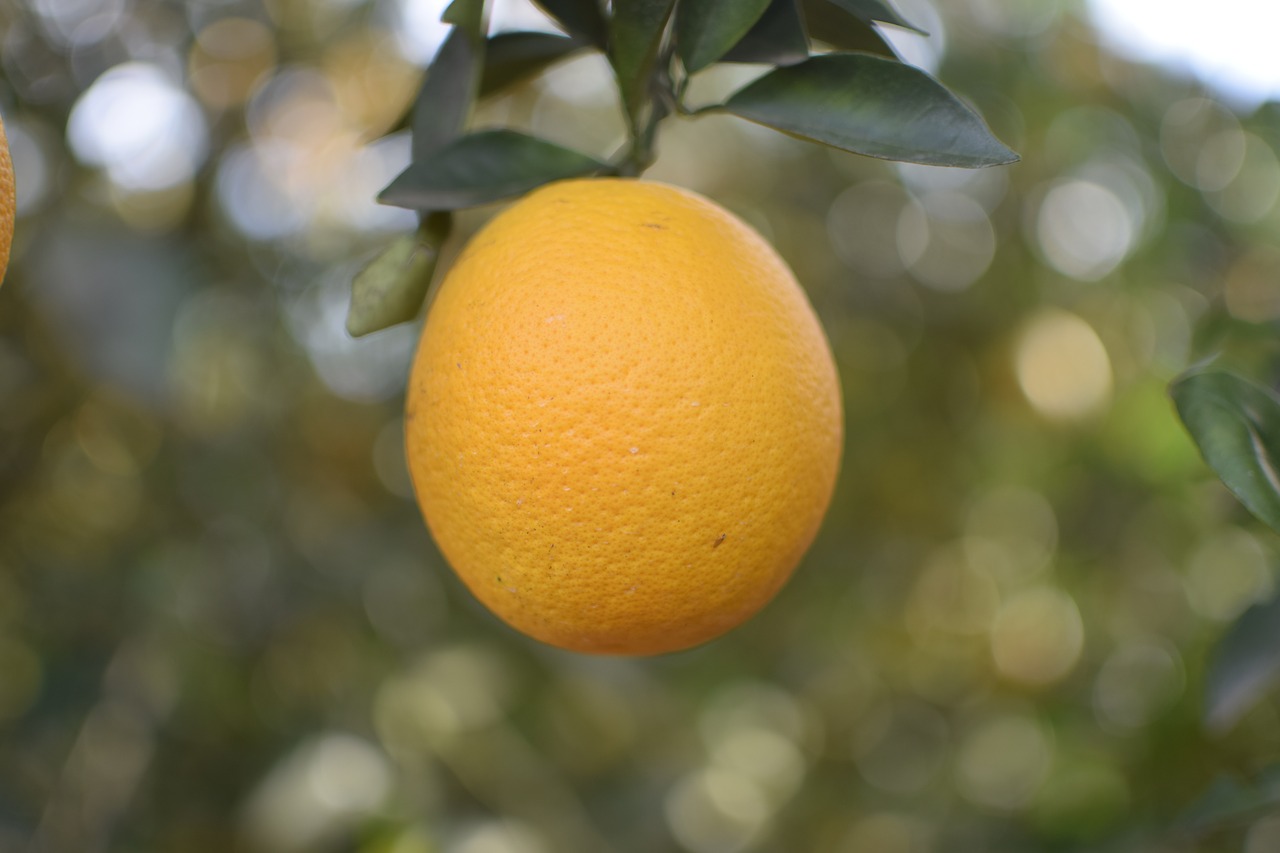 orange  fruit  nature free photo