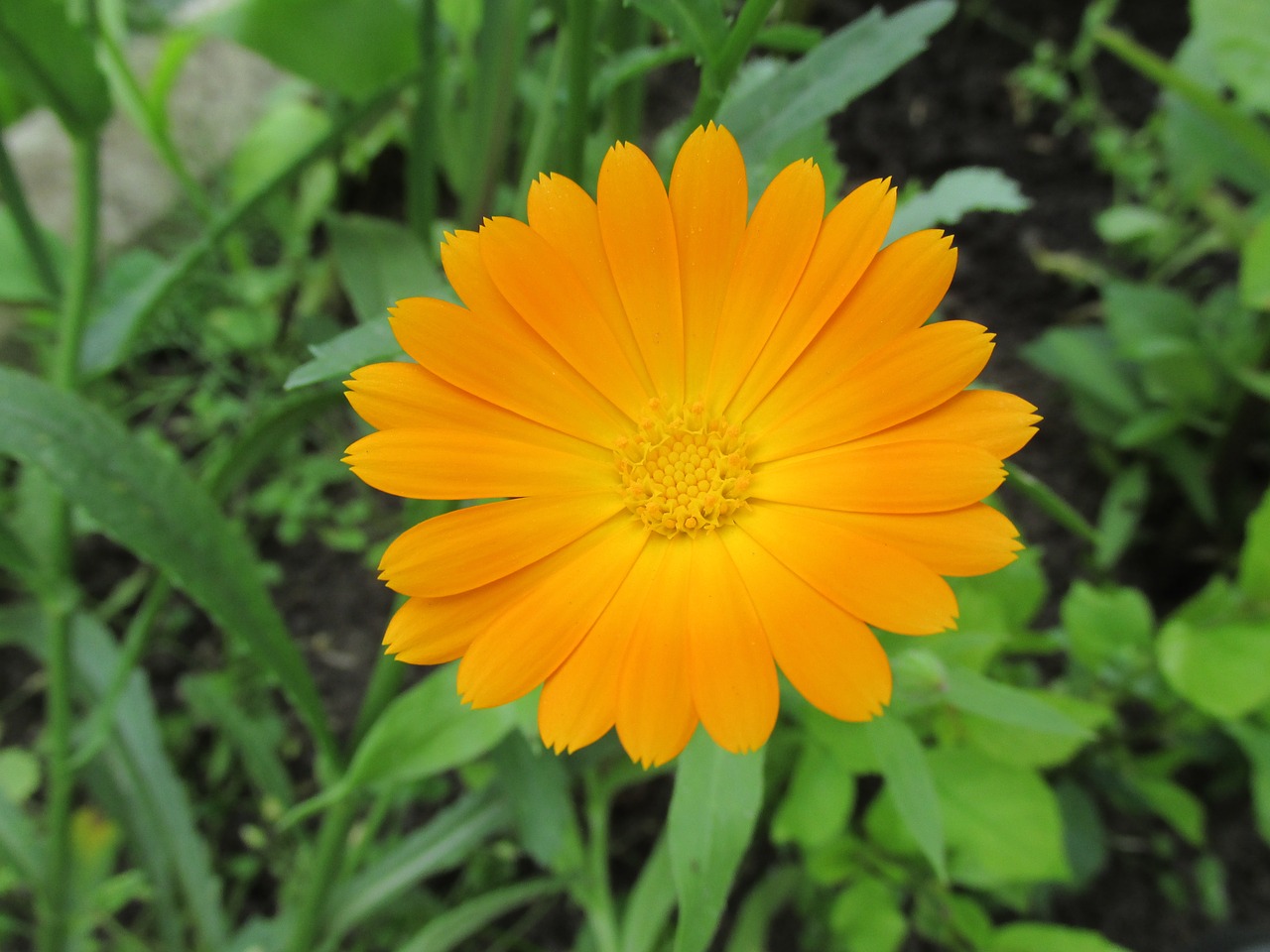 orange  flower  blossom free photo