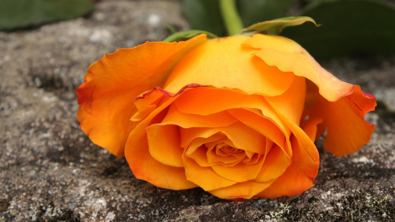 orange flower ros free photo
