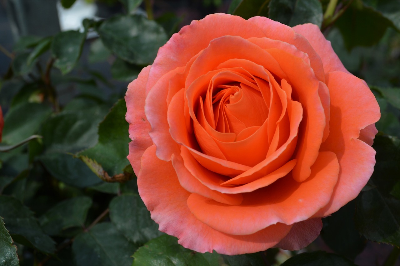 orange  rose  blossom free photo