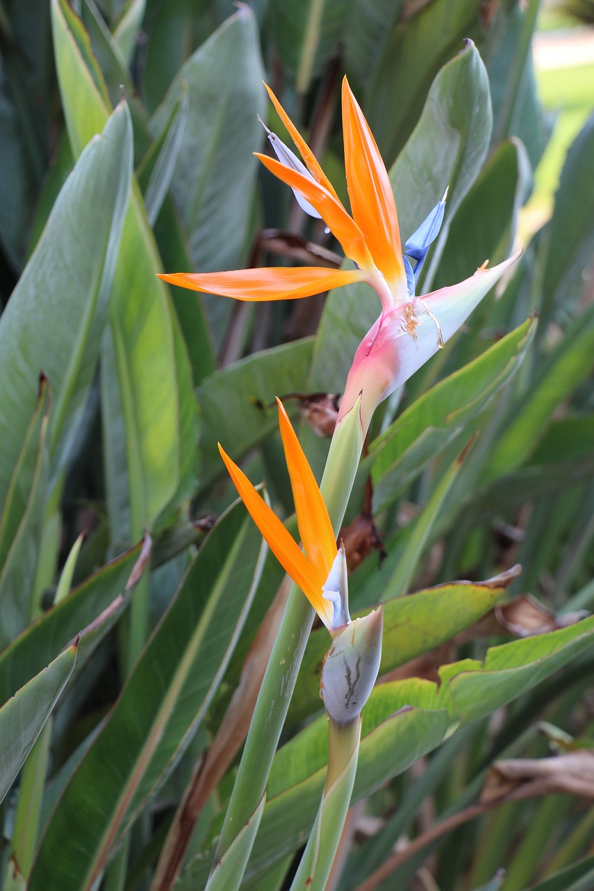 orange  flowers  nice free photo