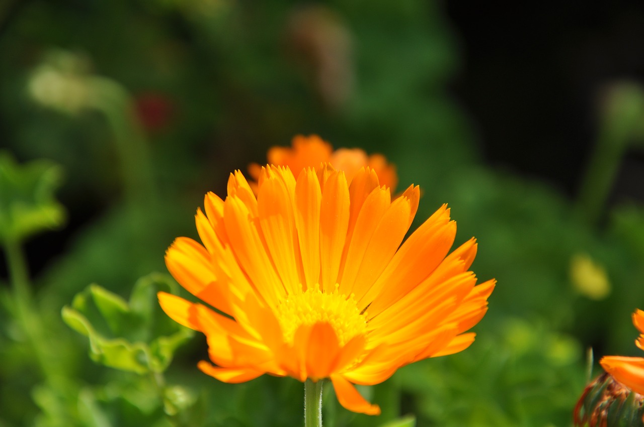 orange  flower  blossom free photo