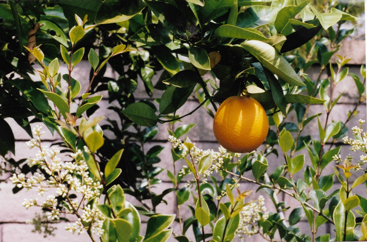 orange  tree  leaves free photo