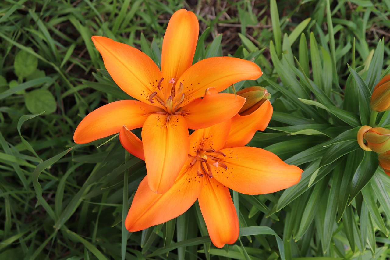 orange  flower  nature free photo