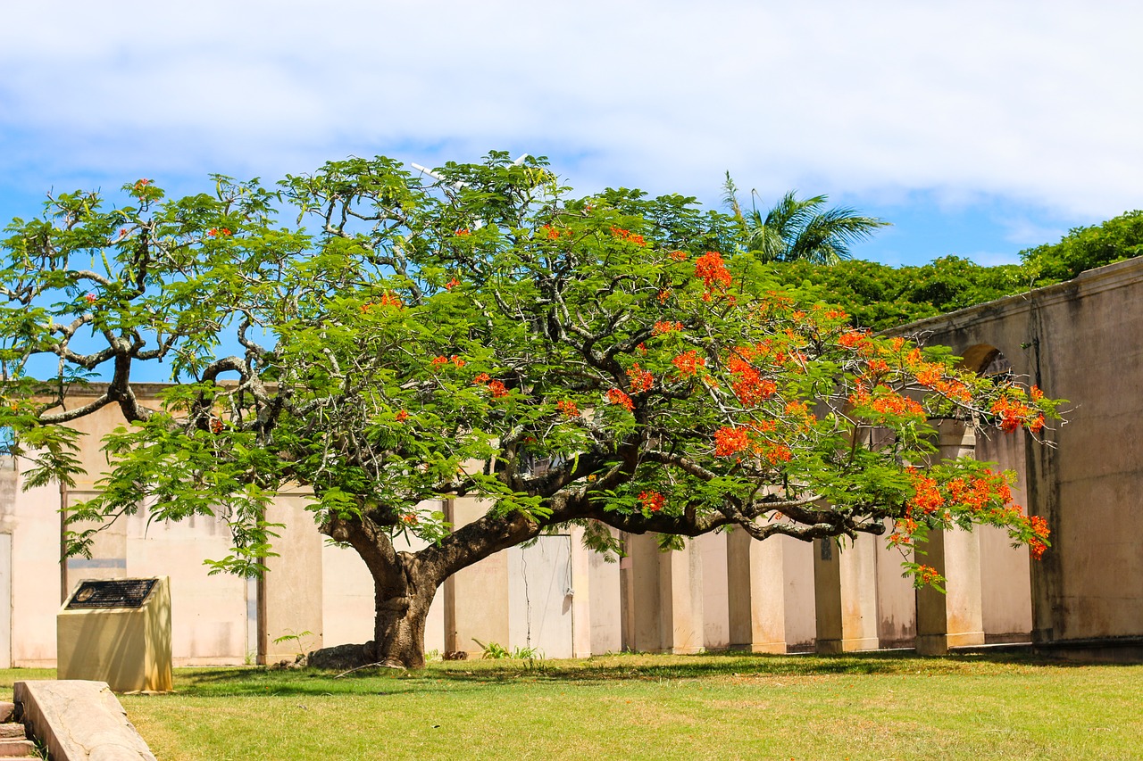 orange  blossom  flower free photo