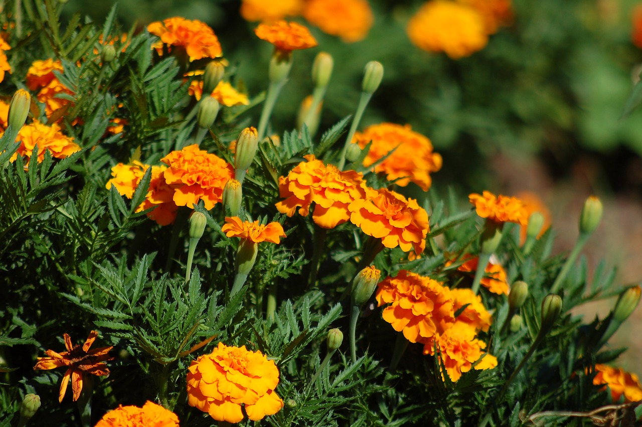 orange  marigold  flowers free photo