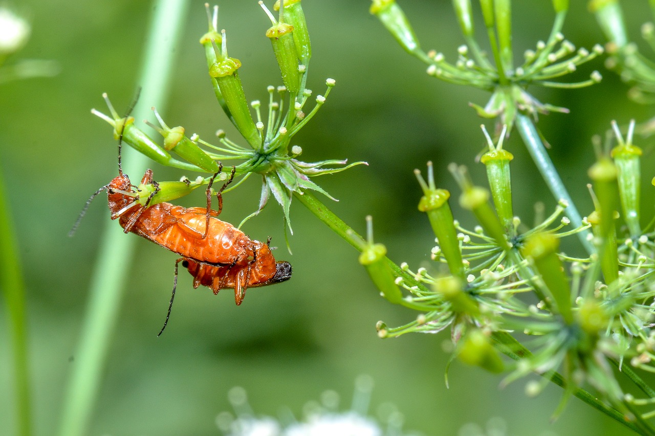 orange  beetle  nature free photo