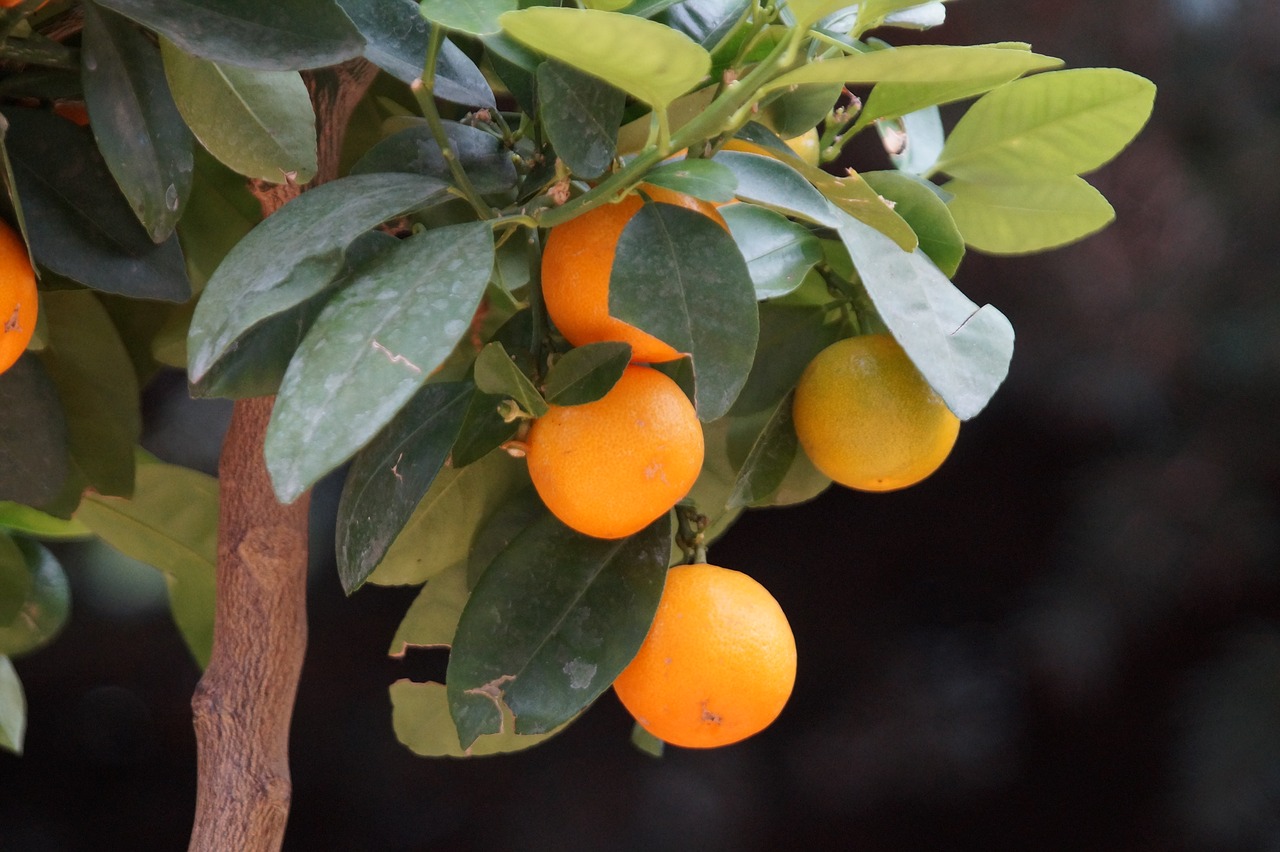 orange  orange tree  fruit free photo