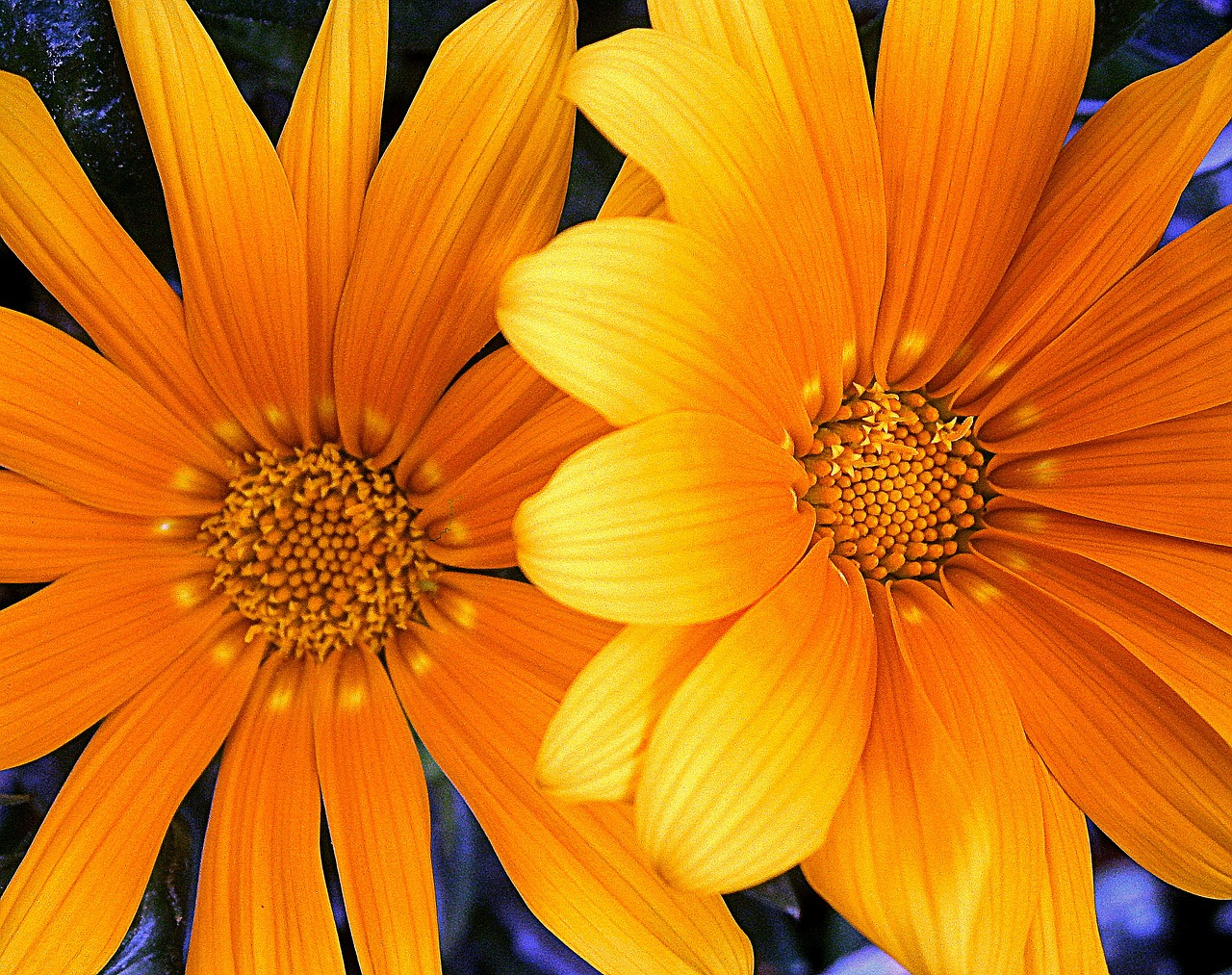 orange yellow flower free photo