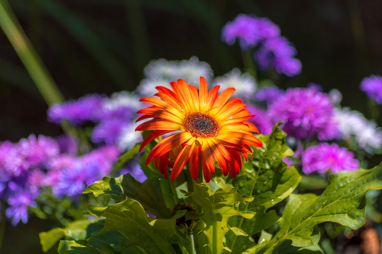 orange  flower  purple free photo