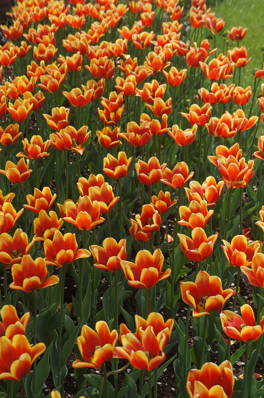 orange yellow tulips free photo