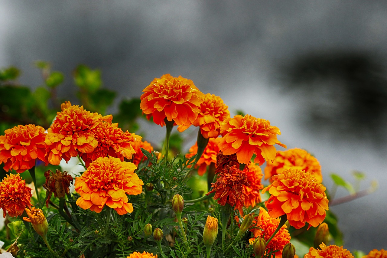 orange  blossom  flower free photo