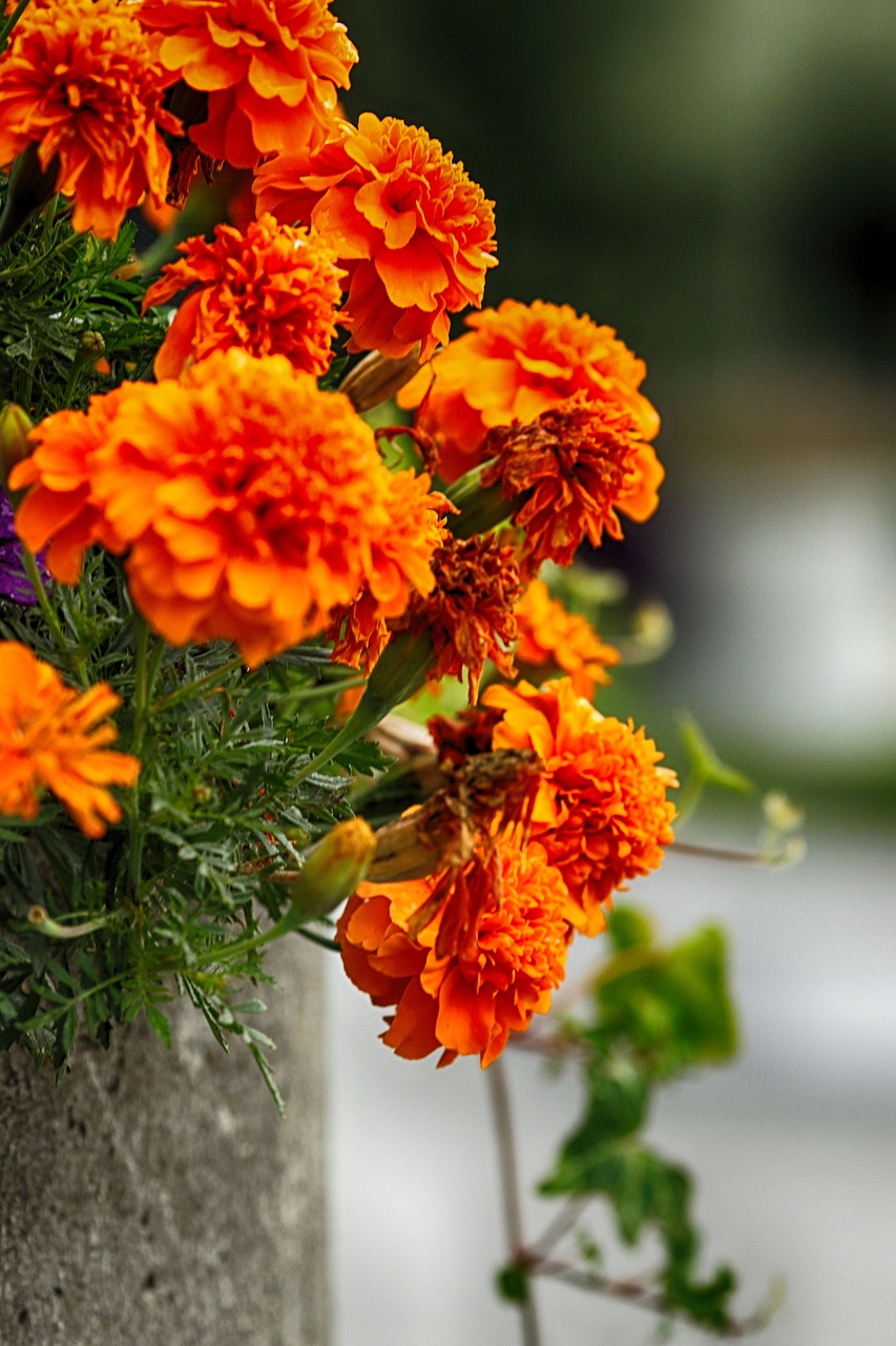 orange  blossom  flower free photo