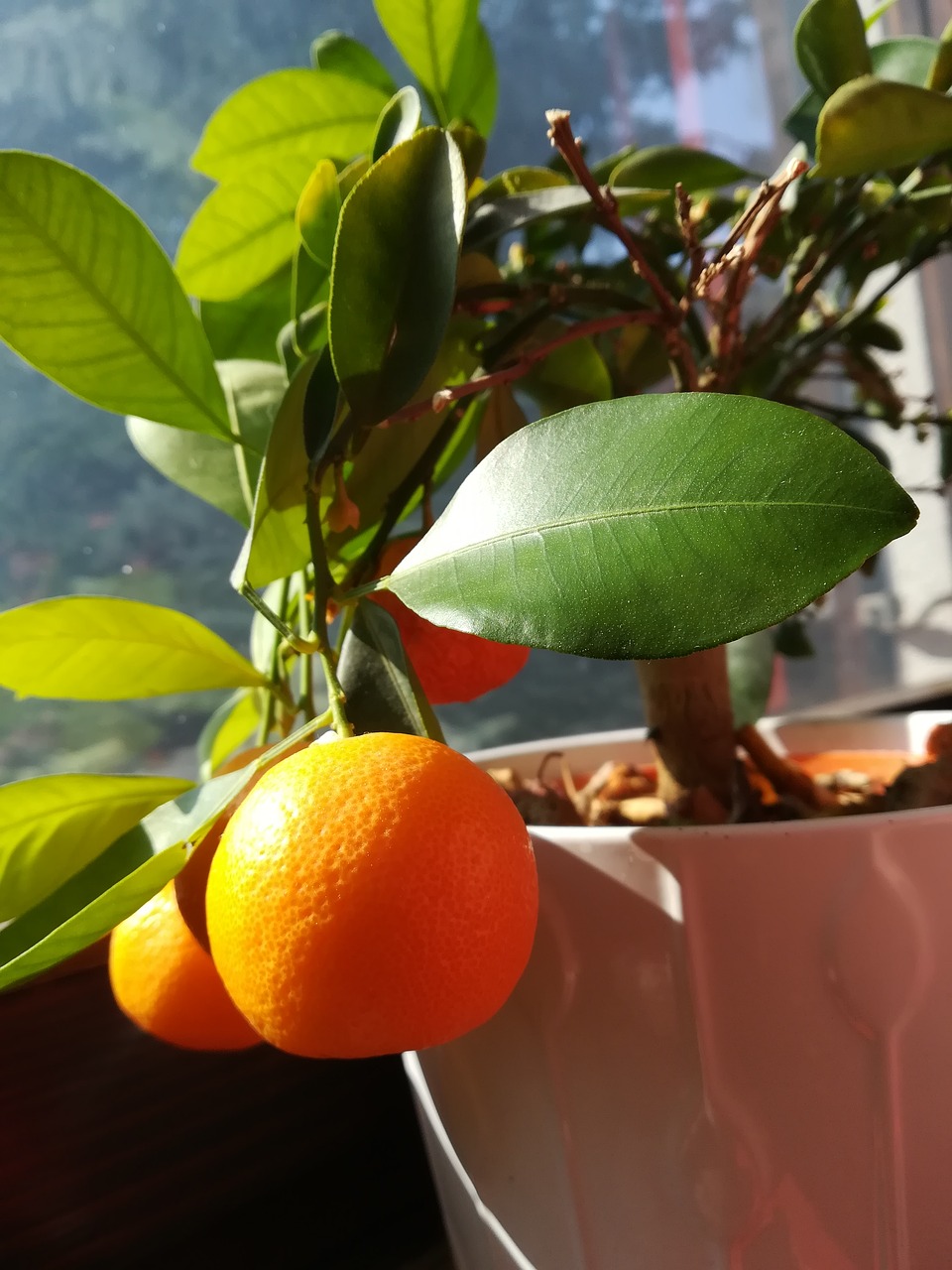 orange  shrub  ornamental plants free photo