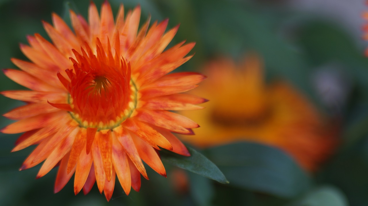 orange  flower  nature free photo