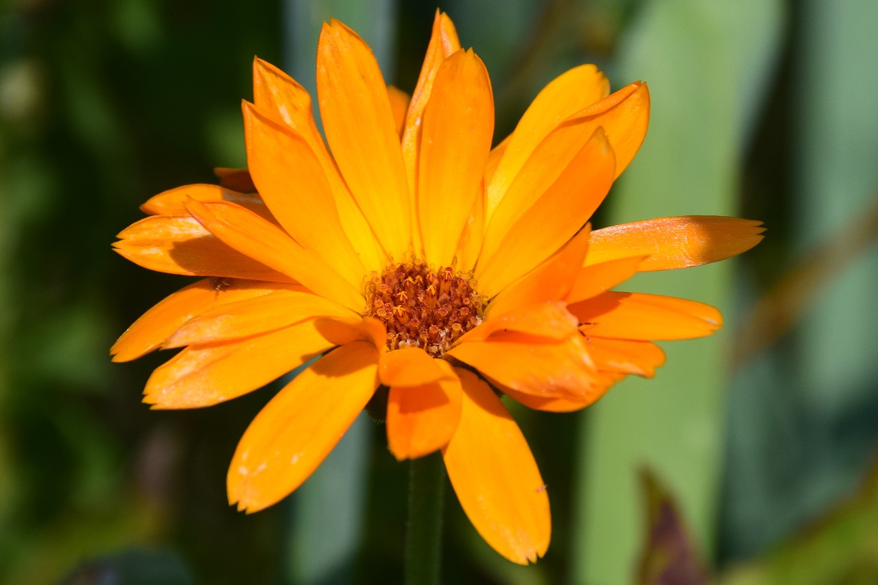 orange  rose  garden free photo