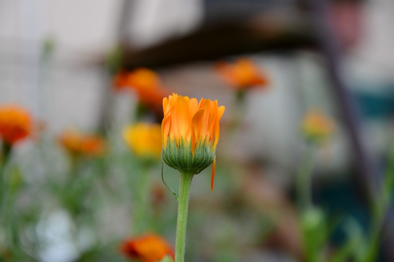 orange  flower  nature free photo