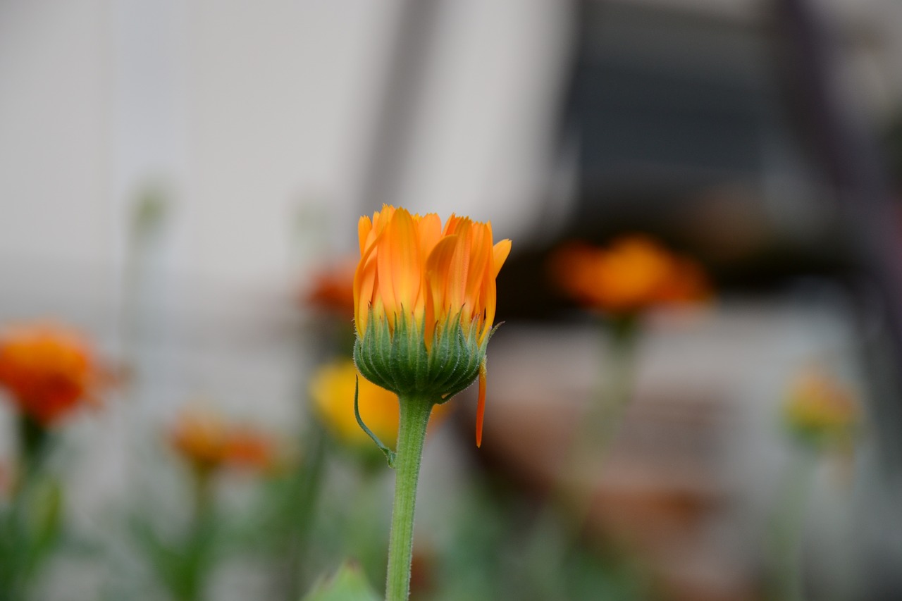 orange  flower  nature free photo