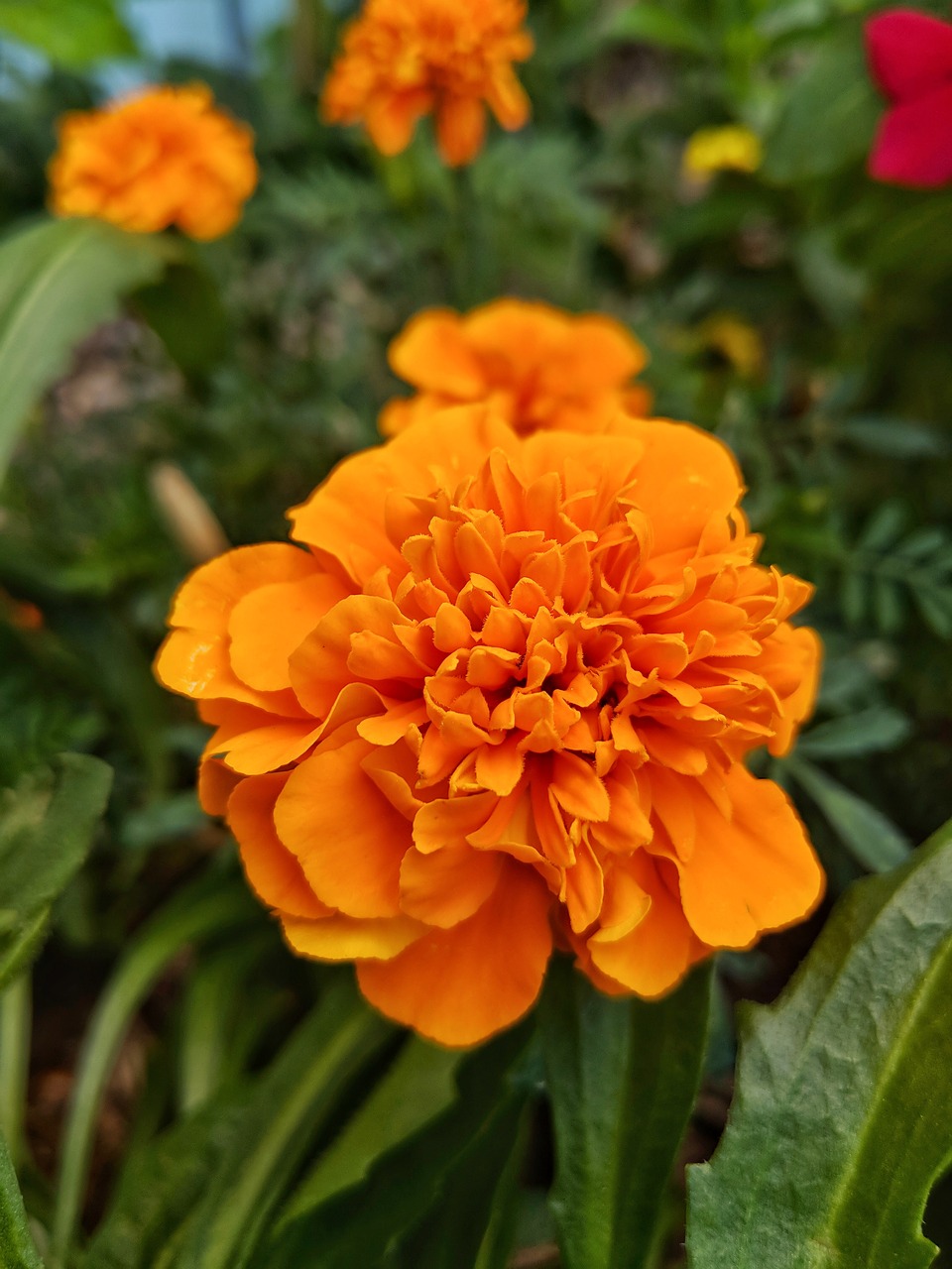 orange  flower  plant free photo
