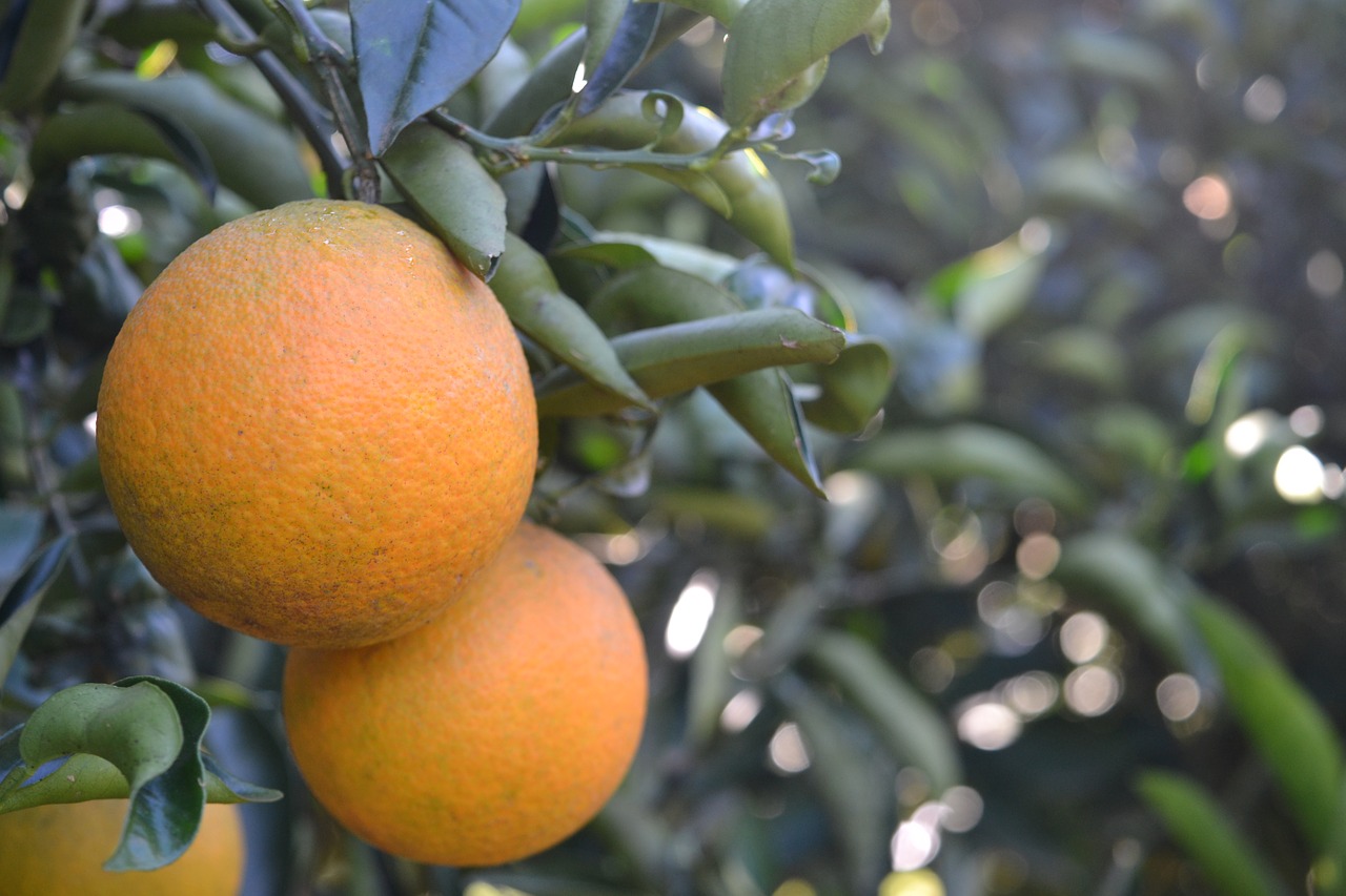 orange  fruit  healthy free photo