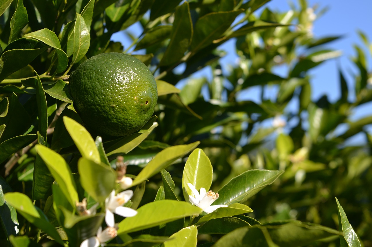 orange  flower  fruit free photo