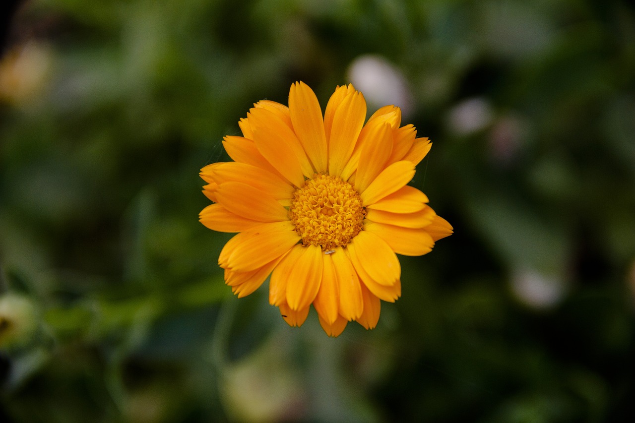 orange  flower  bloom free photo