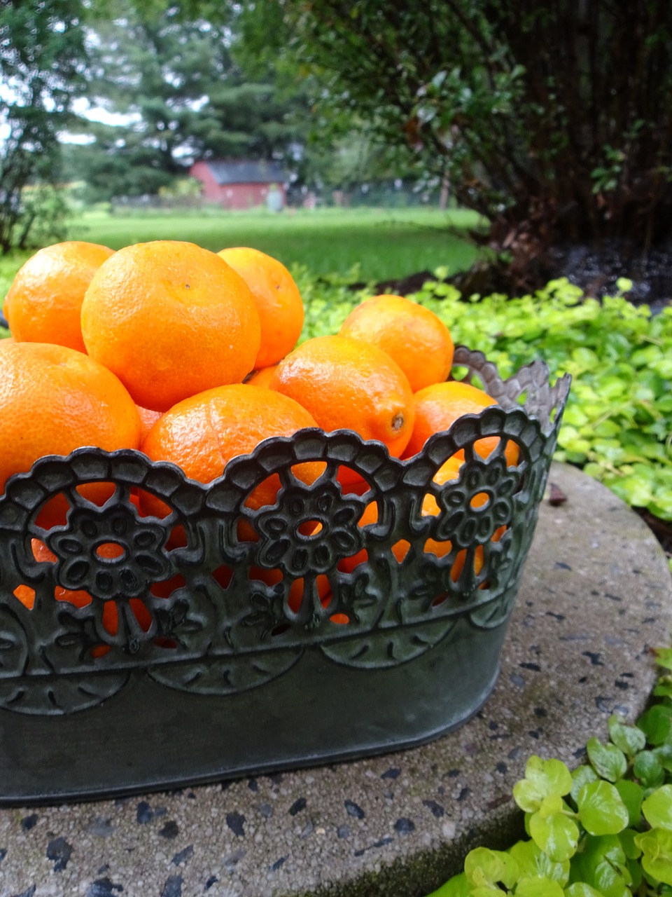 orange  citrus  fresh free photo