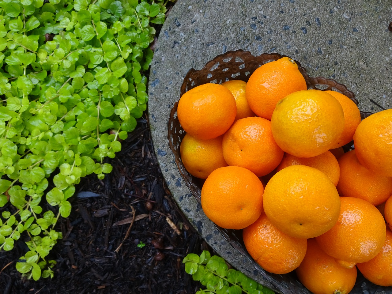 orange  sweet  fresh free photo