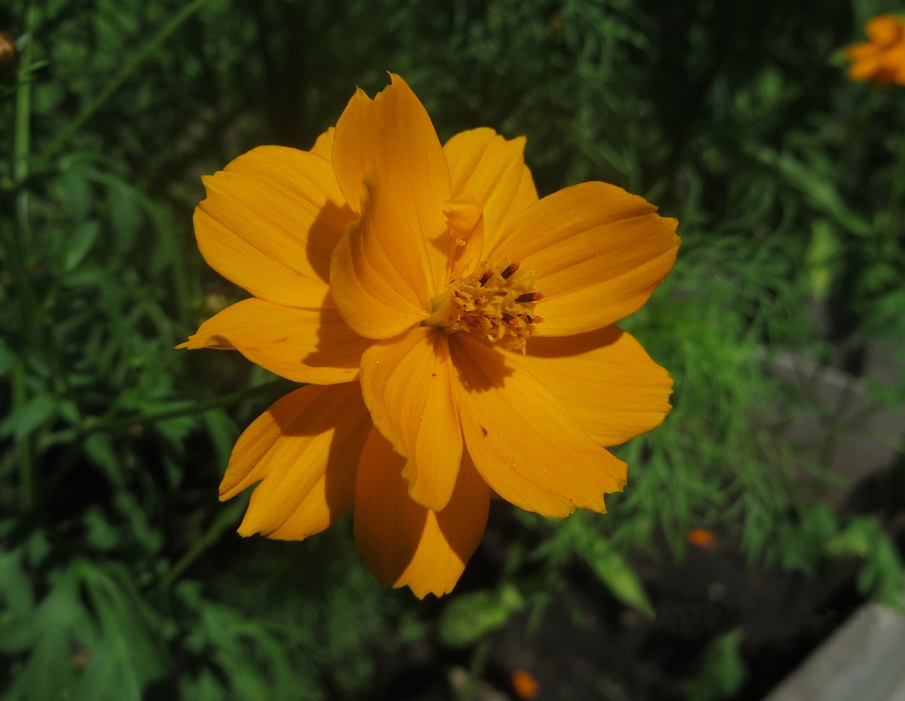 orange  cosmos  flower free photo