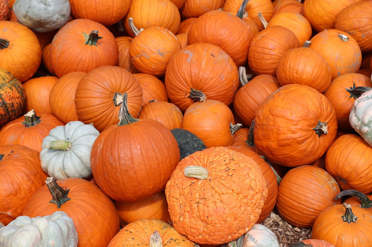 orange  pumpkins  autumn free photo