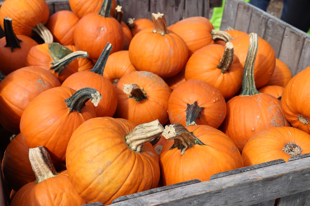 orange  pumpkins  autumn free photo