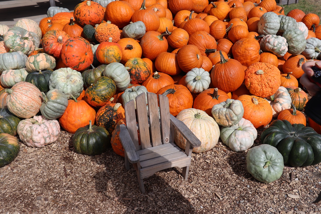 orange  pumpkins  autumn free photo