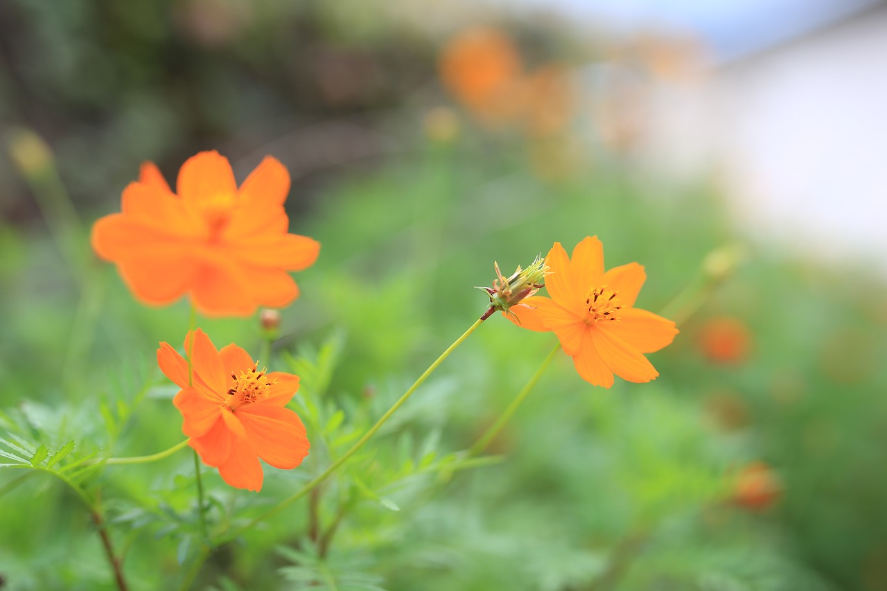 orange  flowers  plants free photo