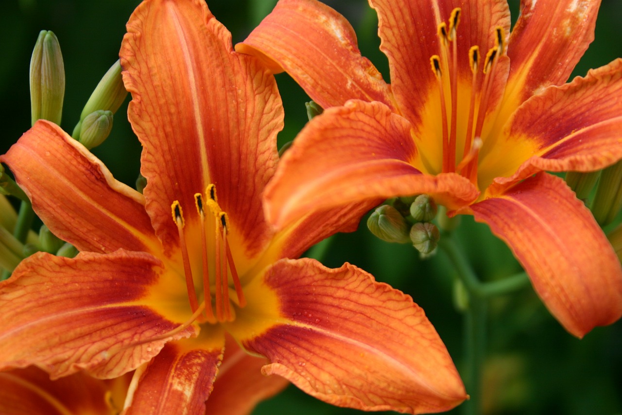 orange lily close-up free photo