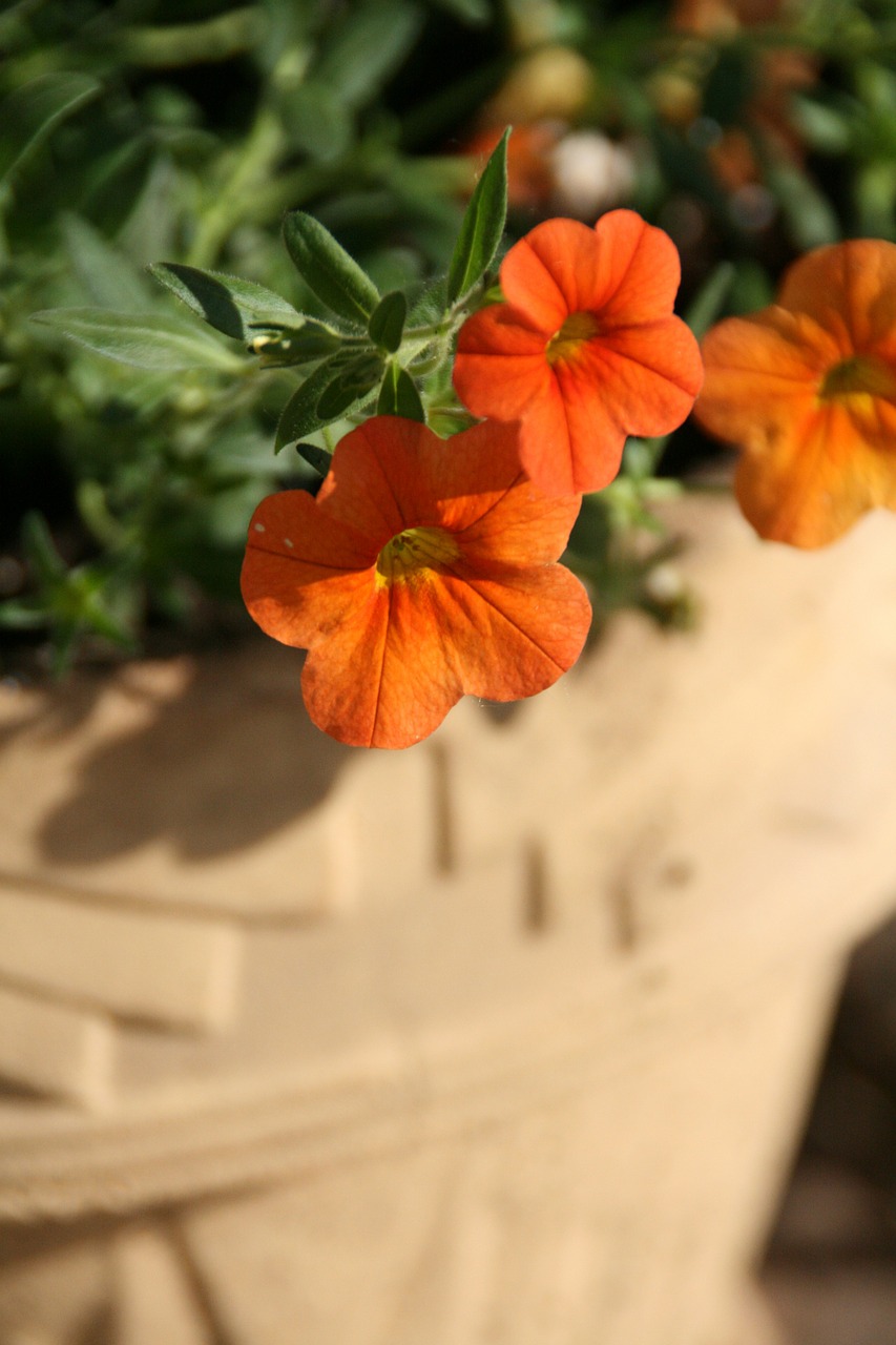 orange flower beauty free photo