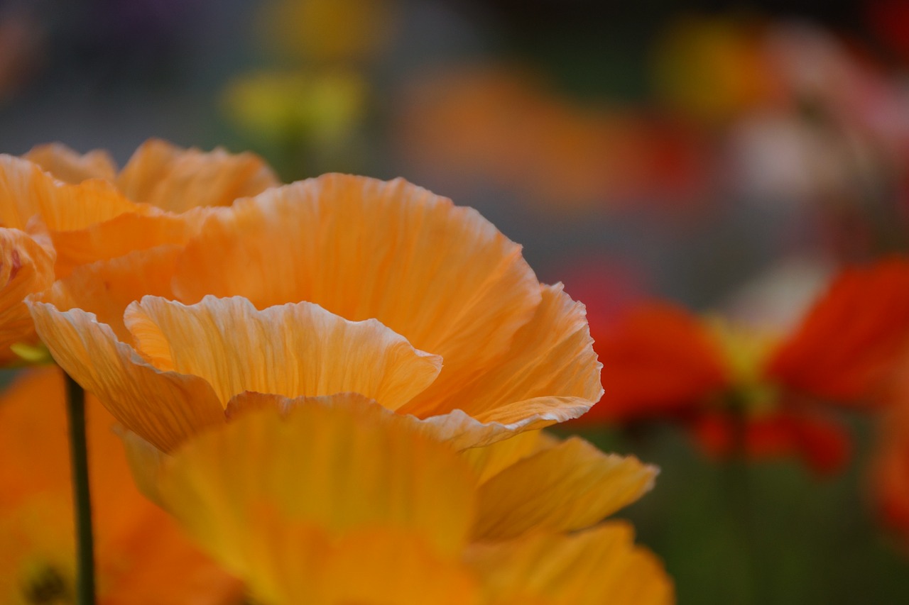 orange  poppy  flower free photo