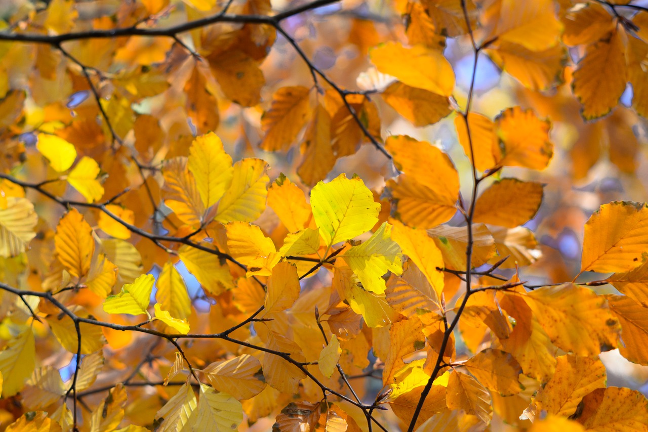 orange  leafs  autumn free photo