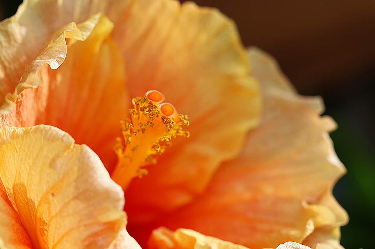 orange  stamen  petals free photo
